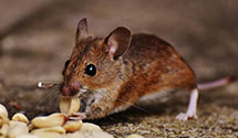 24 Hour & Emergency Exterminators in Kiahsville, WV